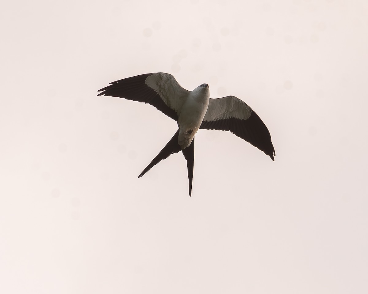 Swallow-tailed Kite - ML620336233