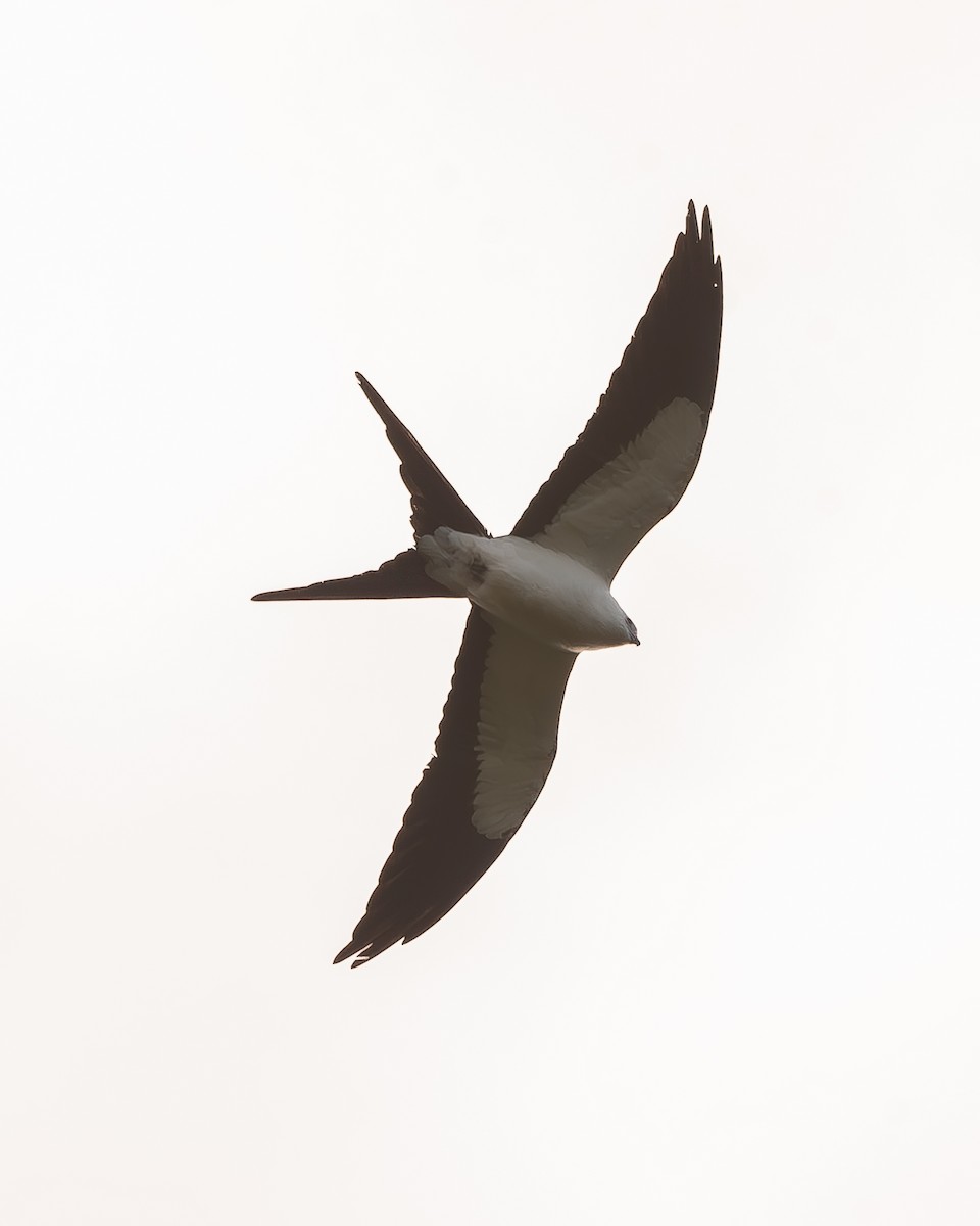 Swallow-tailed Kite - ML620336234