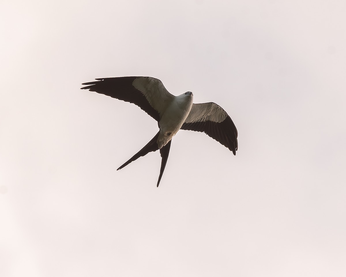 Swallow-tailed Kite - ML620336235