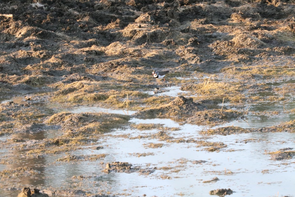 Three-banded Plover - ML620336237