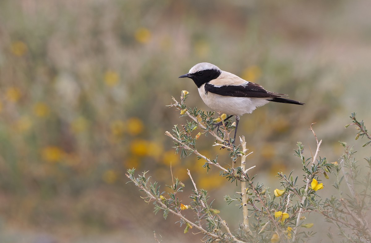 Desert Wheatear - ML620336241