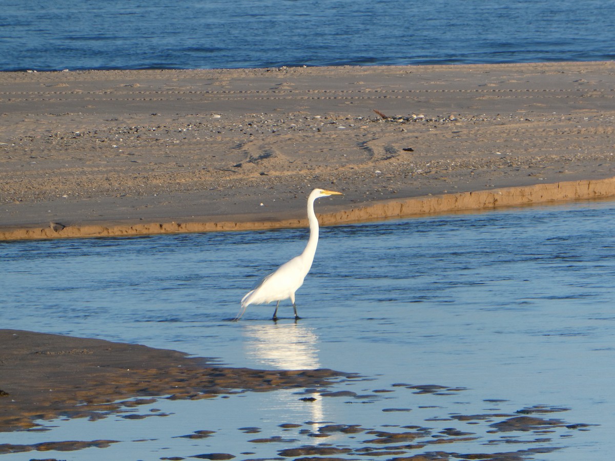 Great Egret - Carol Brand