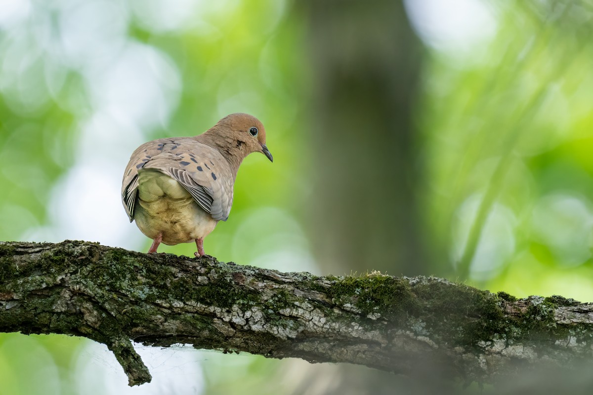 Mourning Dove - ML620336245