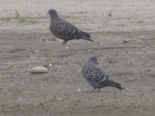Spot-winged Pigeon - ML620336252