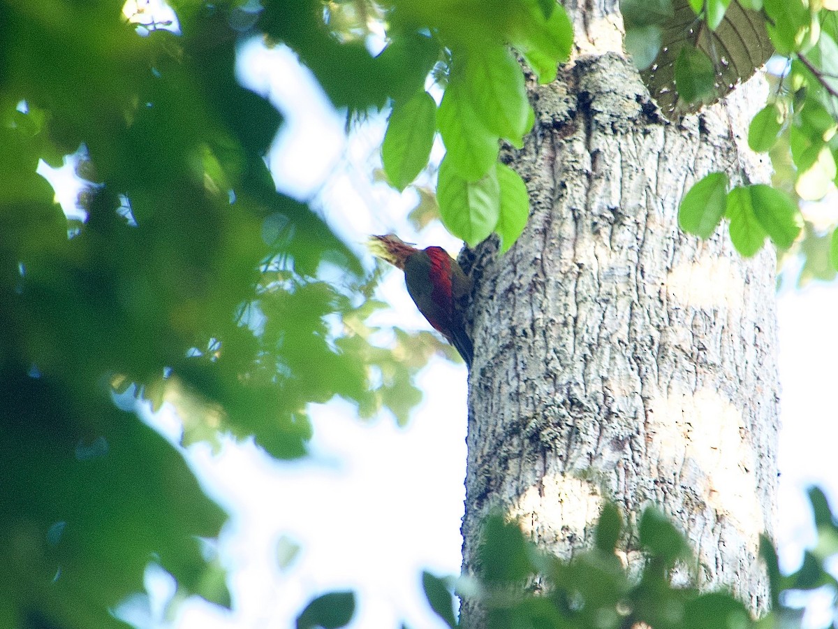 Crimson-winged Woodpecker - ML620336254