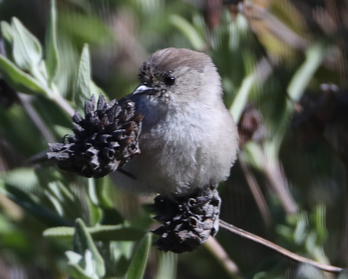 Bushtit - ML620336262