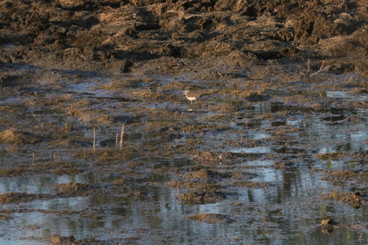 Three-banded Plover - ML620336264