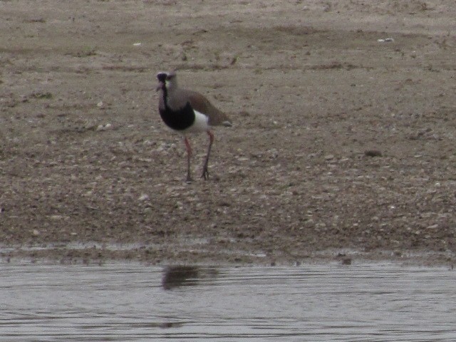 Southern Lapwing - ML620336274