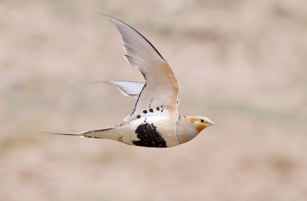 Pallas's Sandgrouse - ML620336279