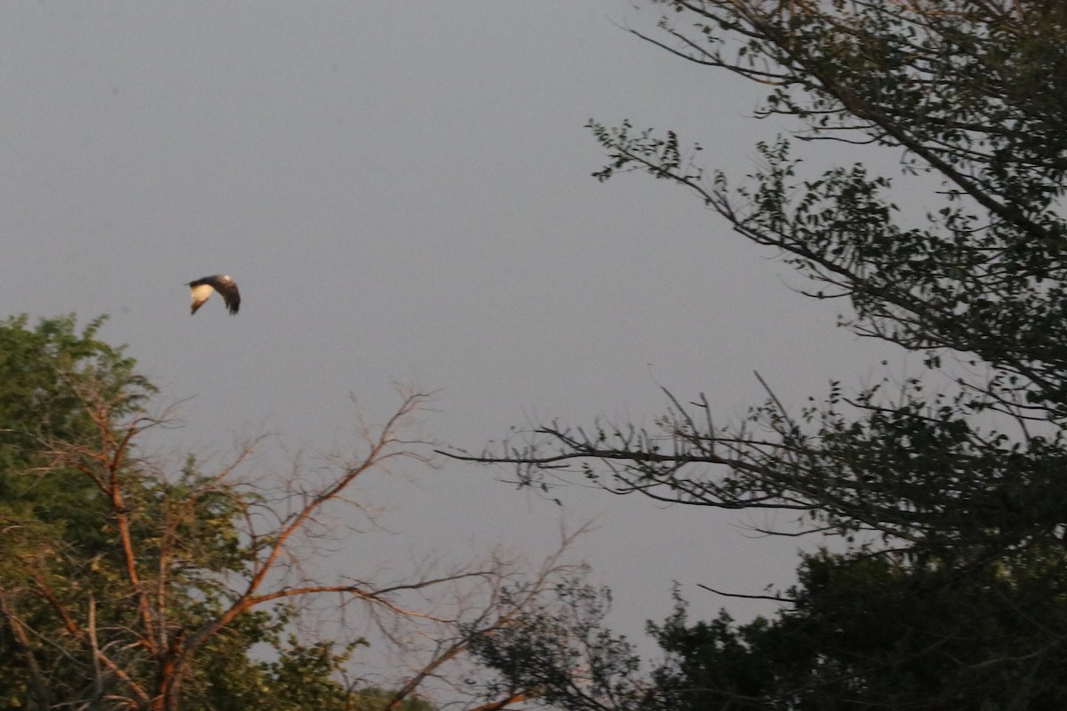 Crowned Lapwing - ML620336285