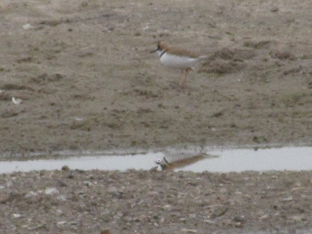 Collared Plover - ML620336291