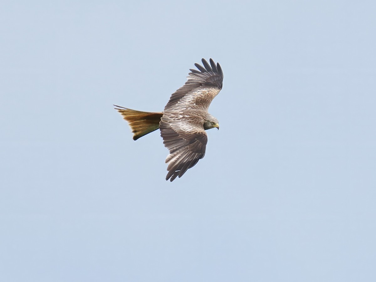 Red Kite - ML620336299