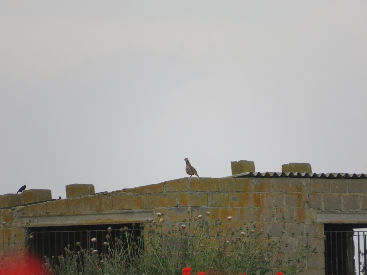 Red-legged Partridge - ML620336303