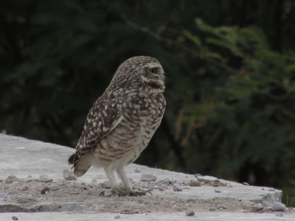 Burrowing Owl - ML620336306