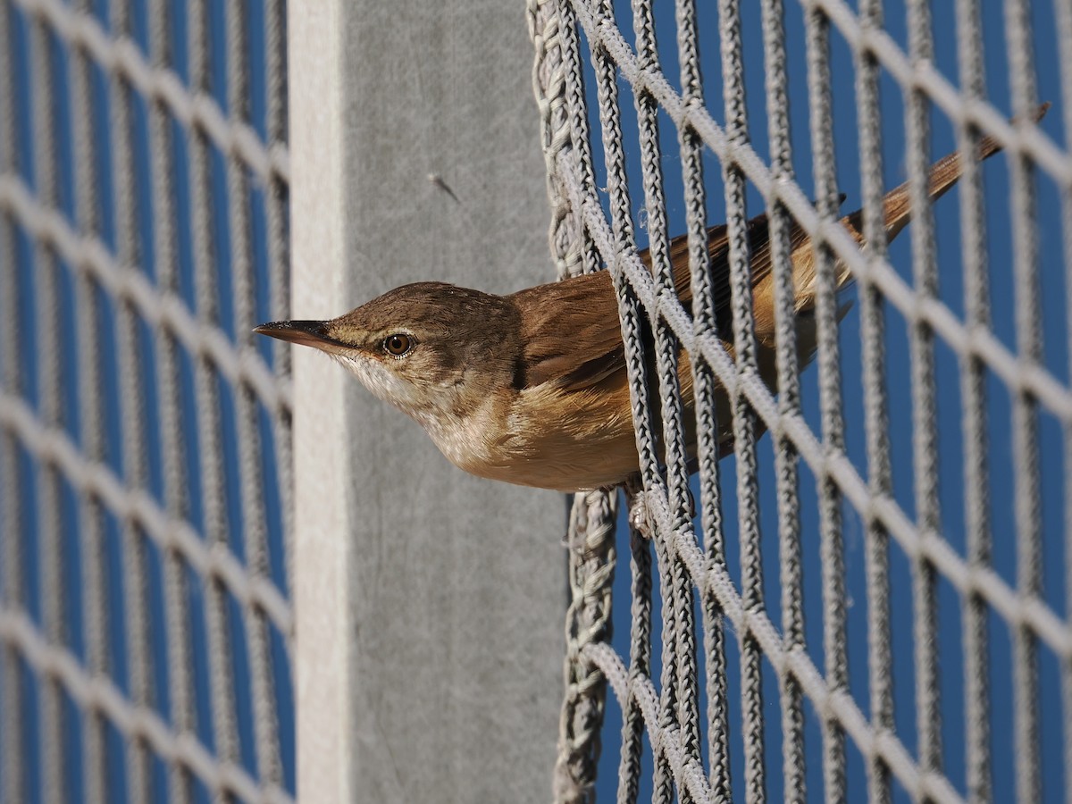 Great Reed Warbler - ML620336307