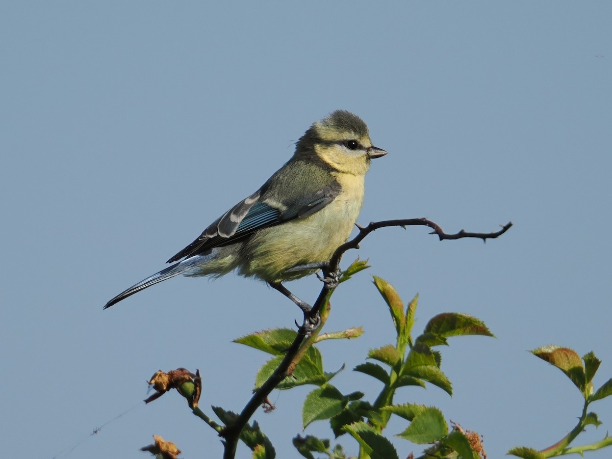 Eurasian Blue Tit - ML620336334