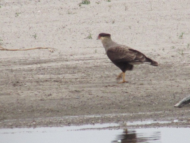 Crested Caracara - ML620336341