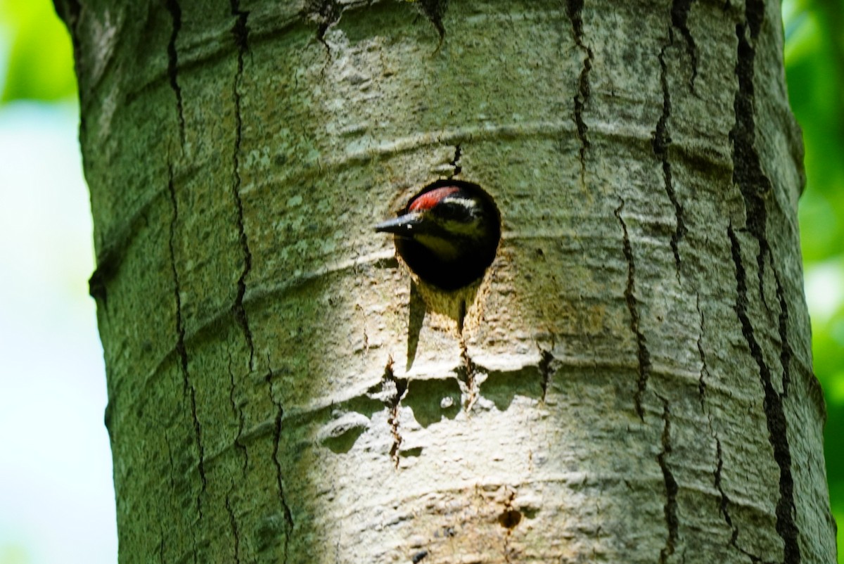 Yellow-bellied Sapsucker - ML620336342