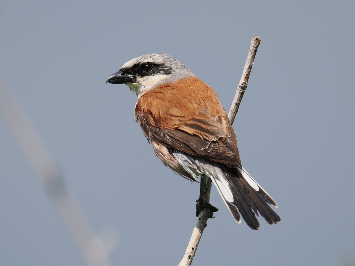 Red-backed Shrike - ML620336352