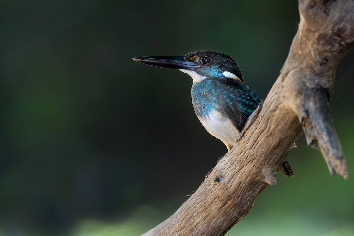 Malaysian Blue-banded Kingfisher - Max Khoo