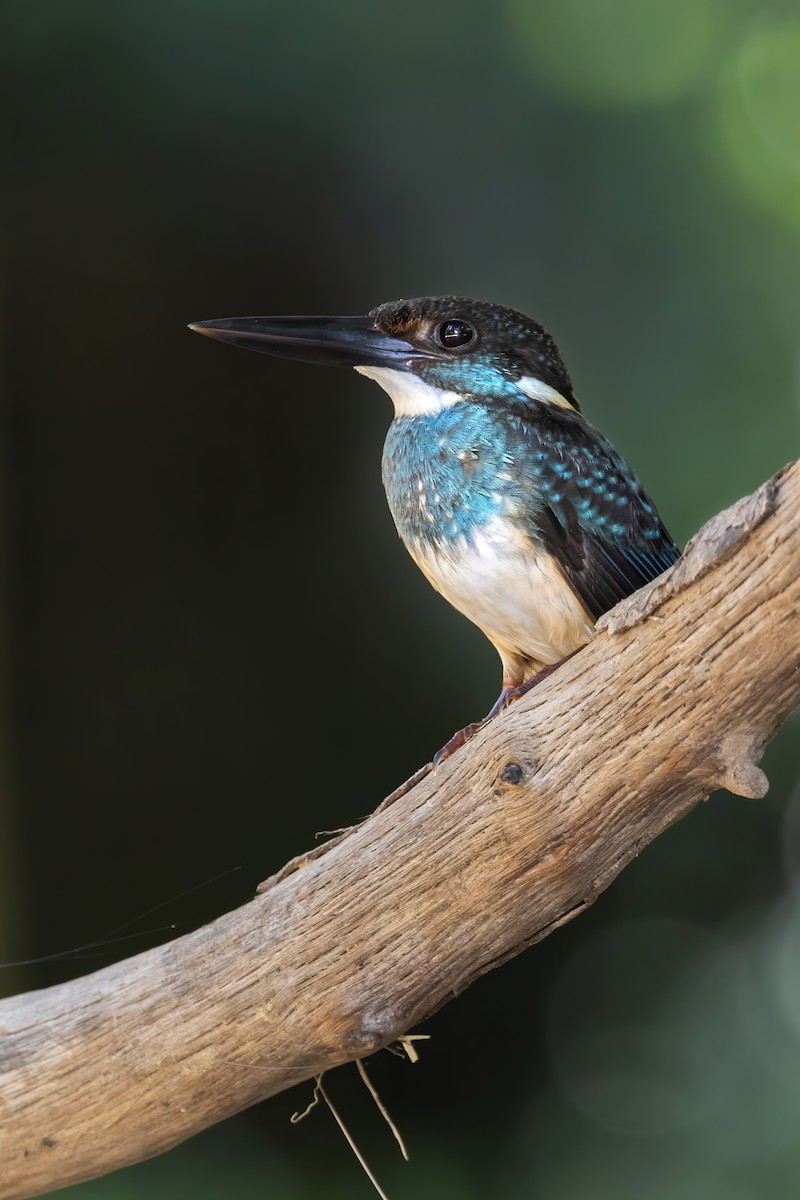Malaysian Blue-banded Kingfisher - ML620336357