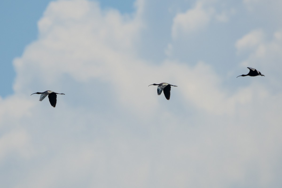 Glossy Ibis - ML620336358