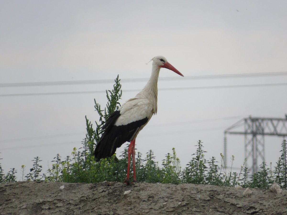 White Stork - ML620336362