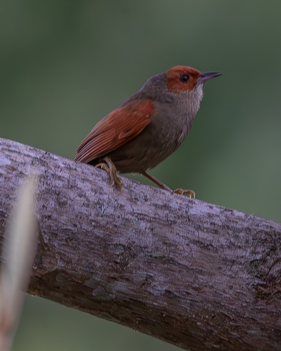 Red-faced Spinetail - ML620336363
