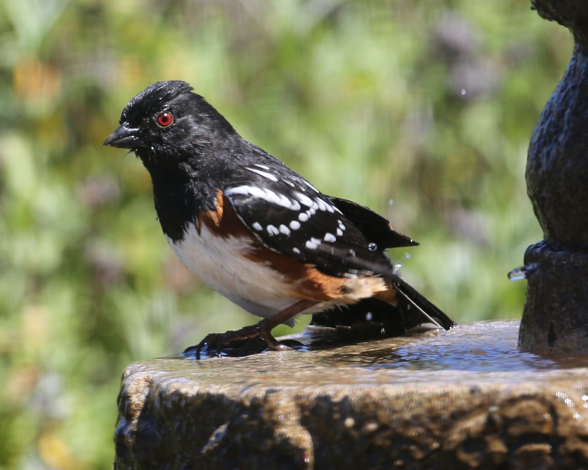 Spotted Towhee - ML620336370