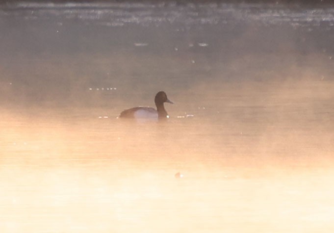 Lesser Scaup - ML620336377