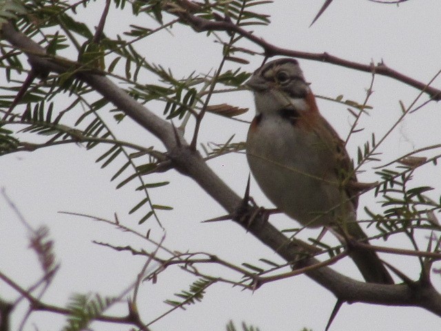 Rufous-collared Sparrow - ML620336379