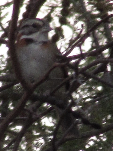 Rufous-collared Sparrow - ML620336380