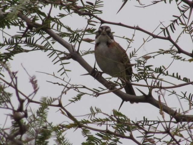 Rufous-collared Sparrow - ML620336381