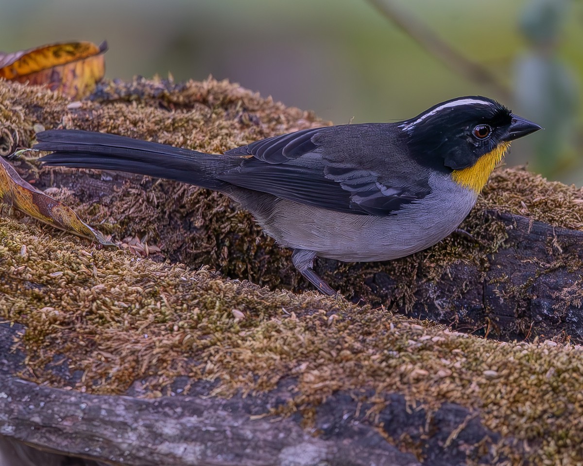 White-naped Brushfinch - ML620336384