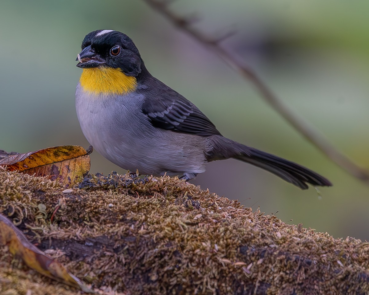 White-naped Brushfinch - ML620336387