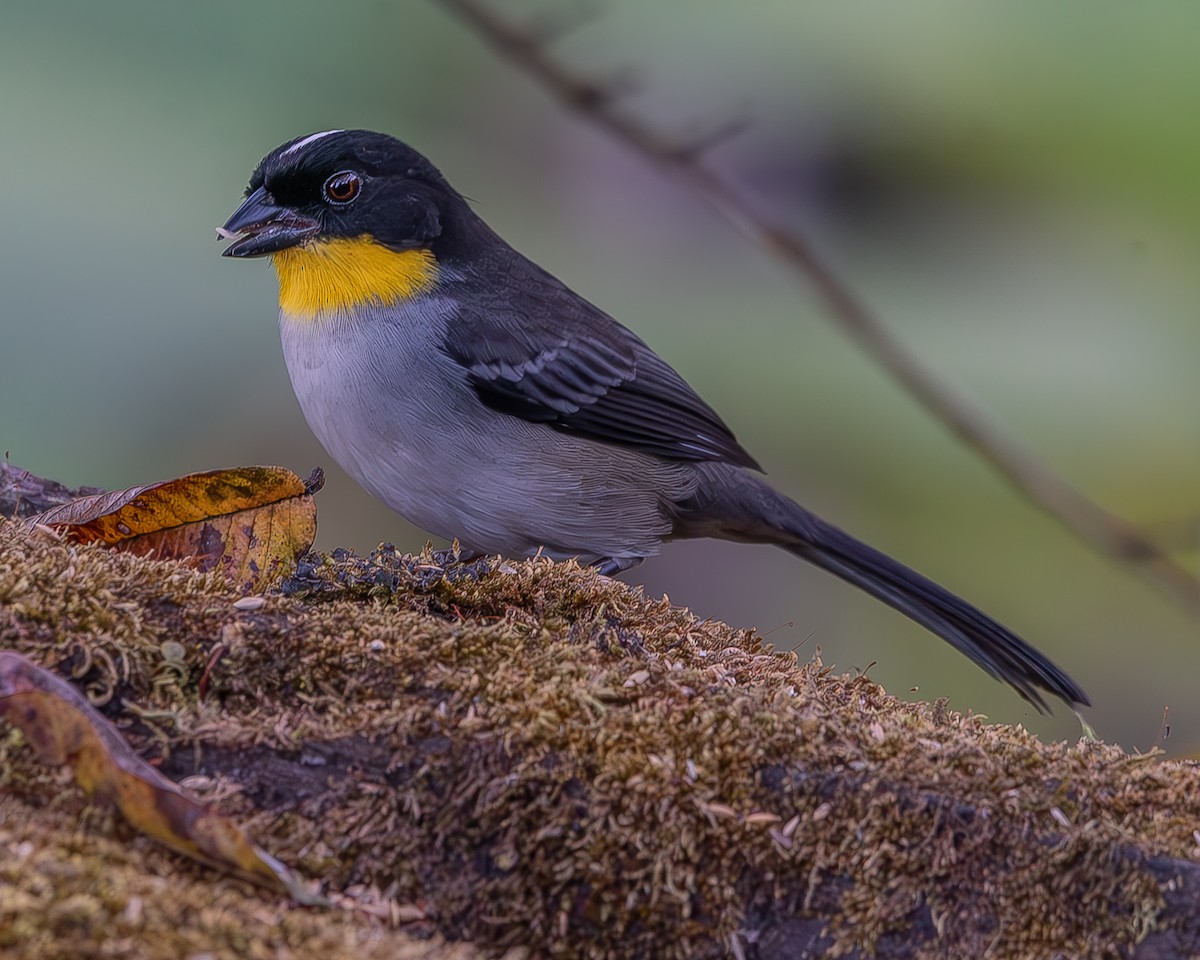 White-naped Brushfinch - ML620336388