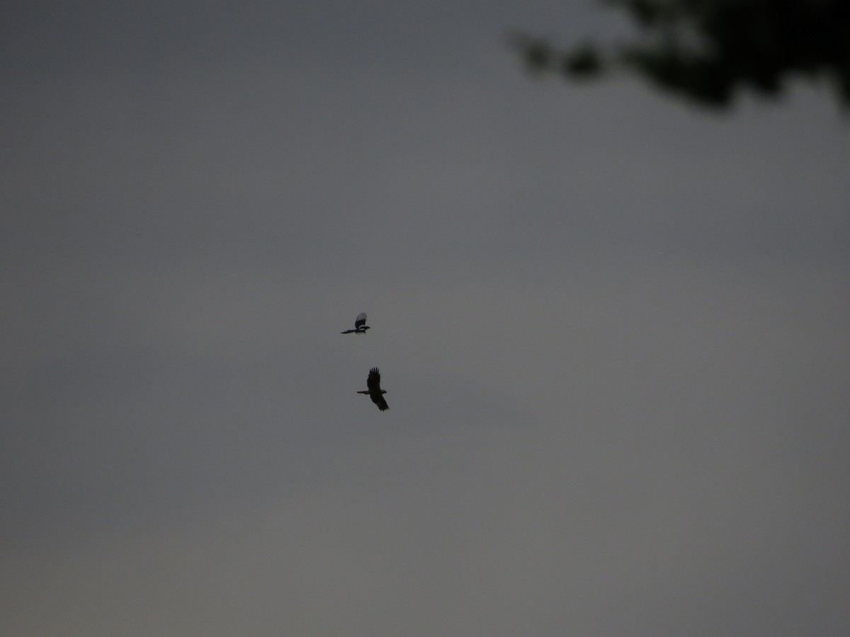 Booted Eagle - Samuel de la Calle San José