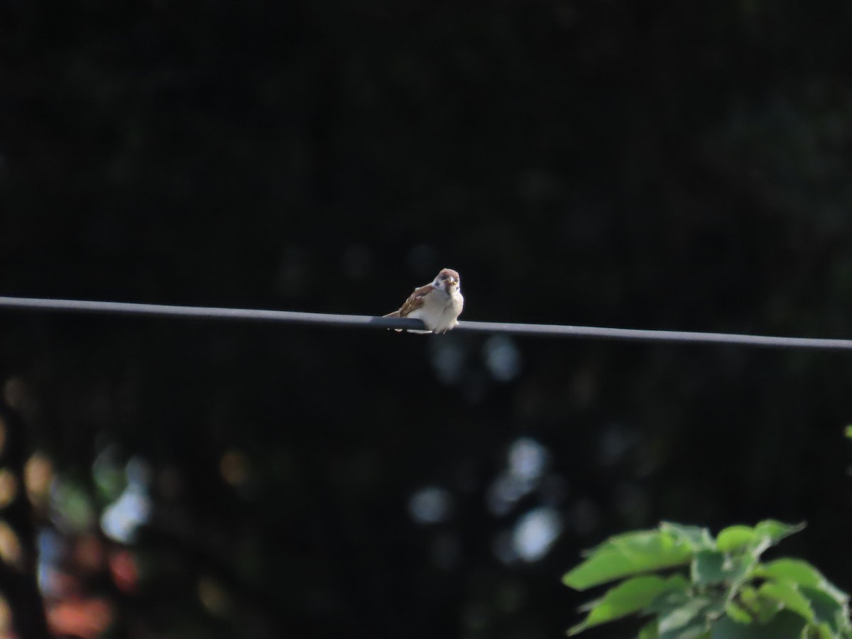 Eurasian Tree Sparrow - ML620336392