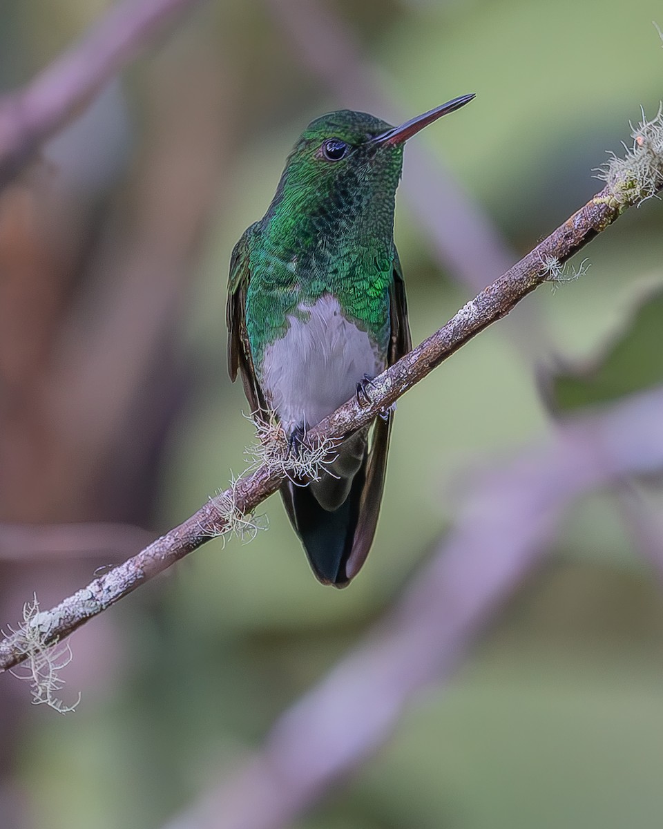 Snowy-bellied Hummingbird - ML620336394