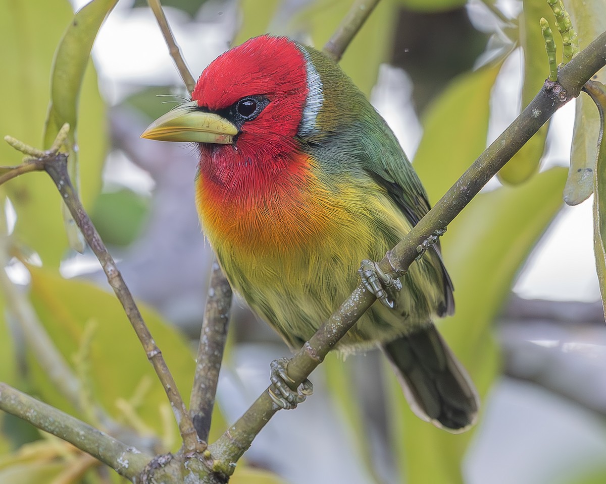 Kırmızı Başlı Barbet - ML620336400