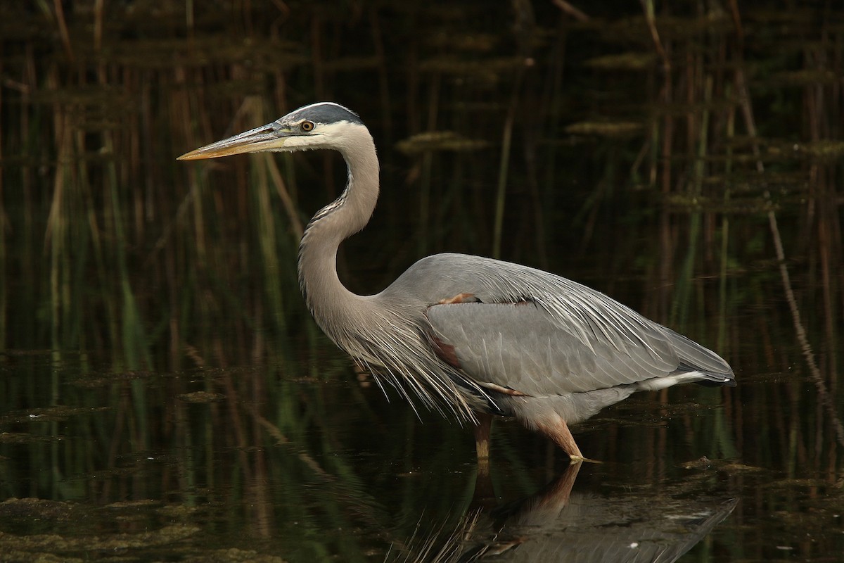 Great Blue Heron (Great Blue) - Howard Patterson