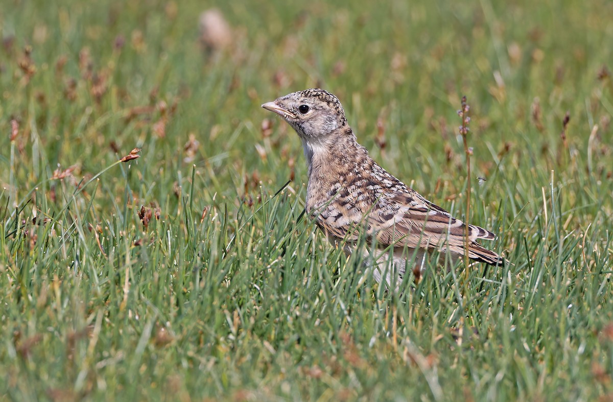 Horned Lark (Brandt's) - ML620336426