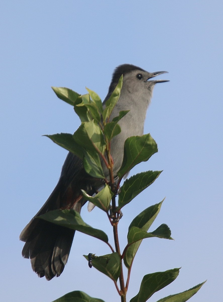 Gray Catbird - ML620336429