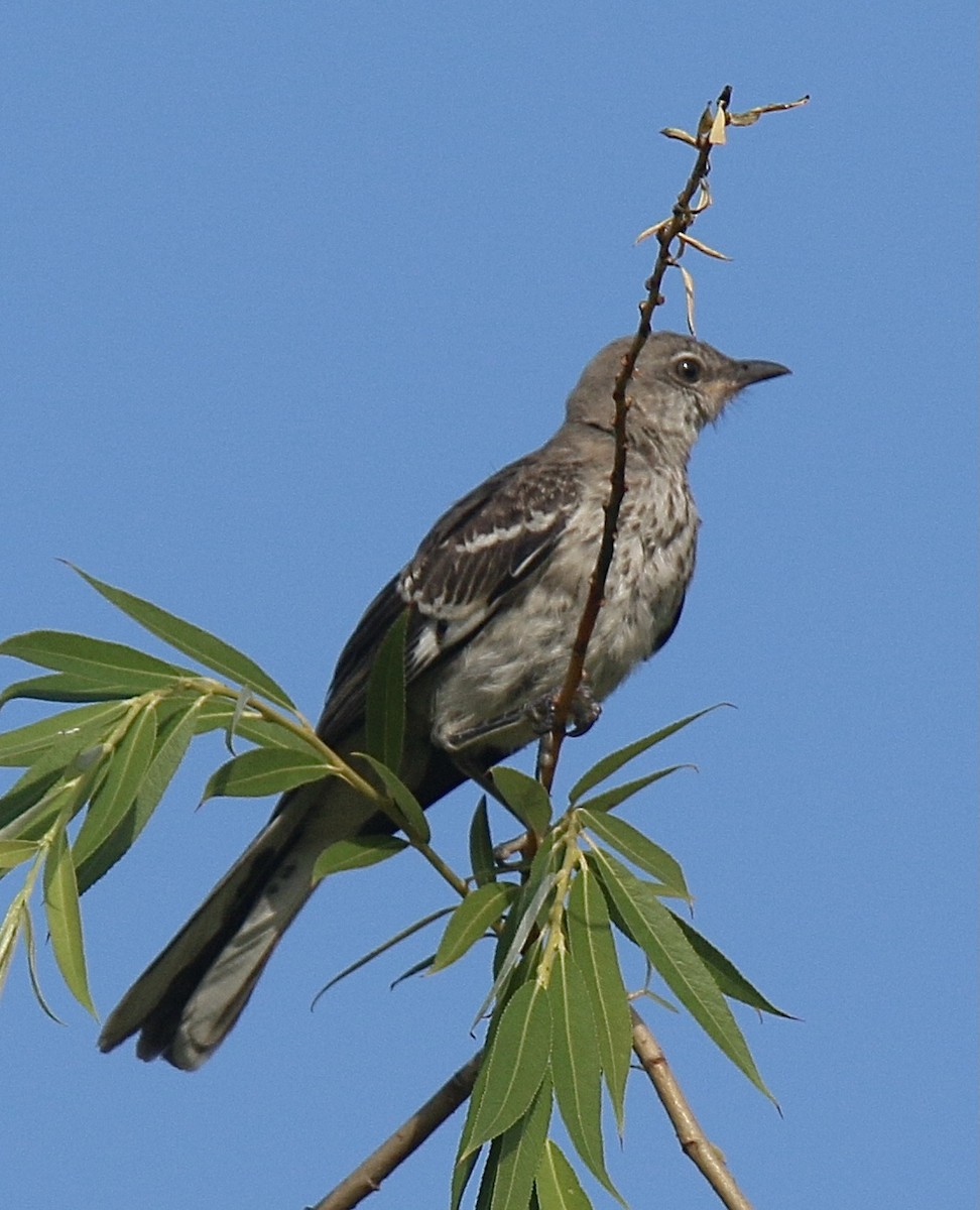 Northern Mockingbird - ML620336443