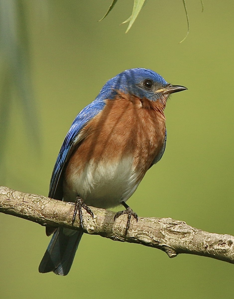 Eastern Bluebird - ML620336450