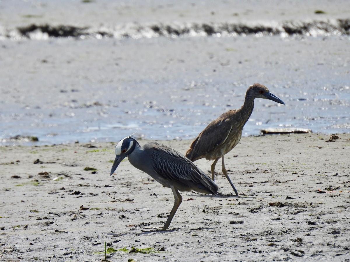 Yellow-crowned Night Heron - ML620336451