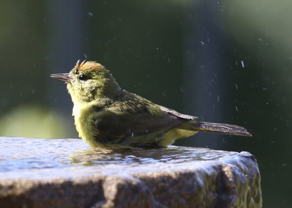 Orange-crowned Warbler - ML620336456