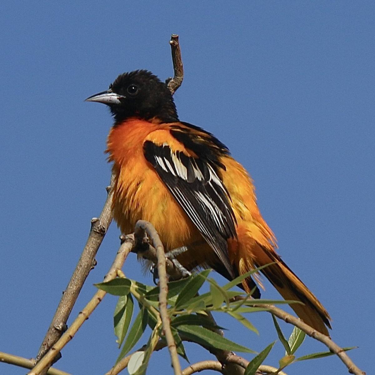 Oriole de Baltimore - ML620336461