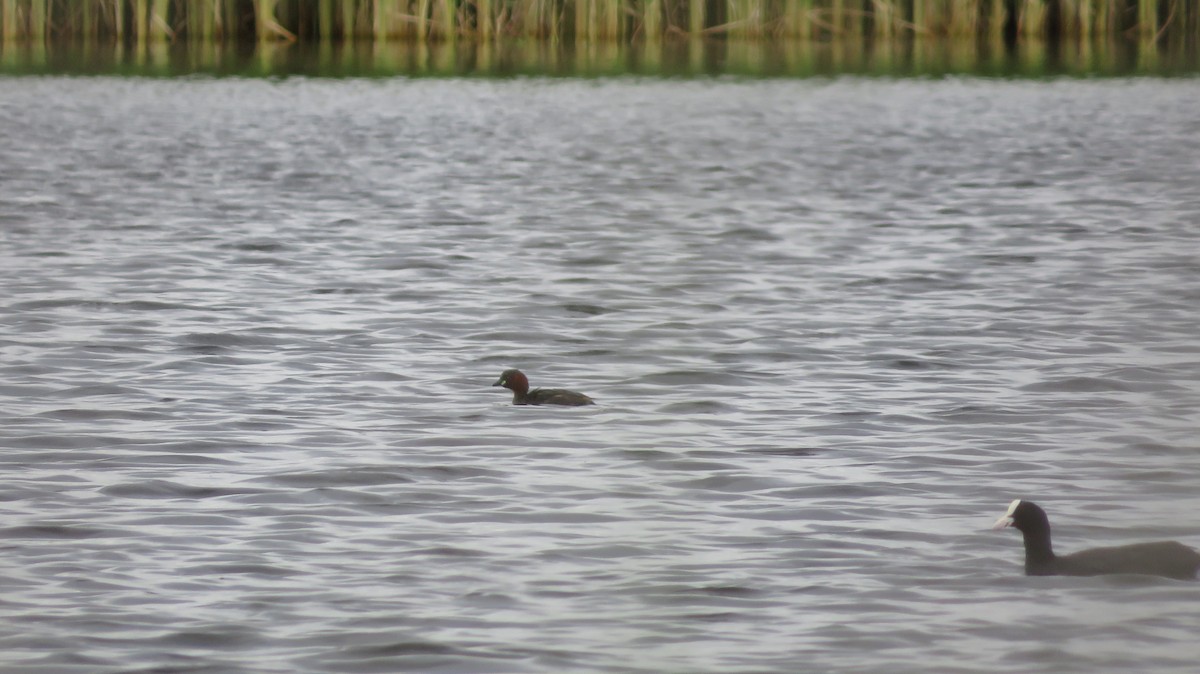 Little Grebe - ML620336465