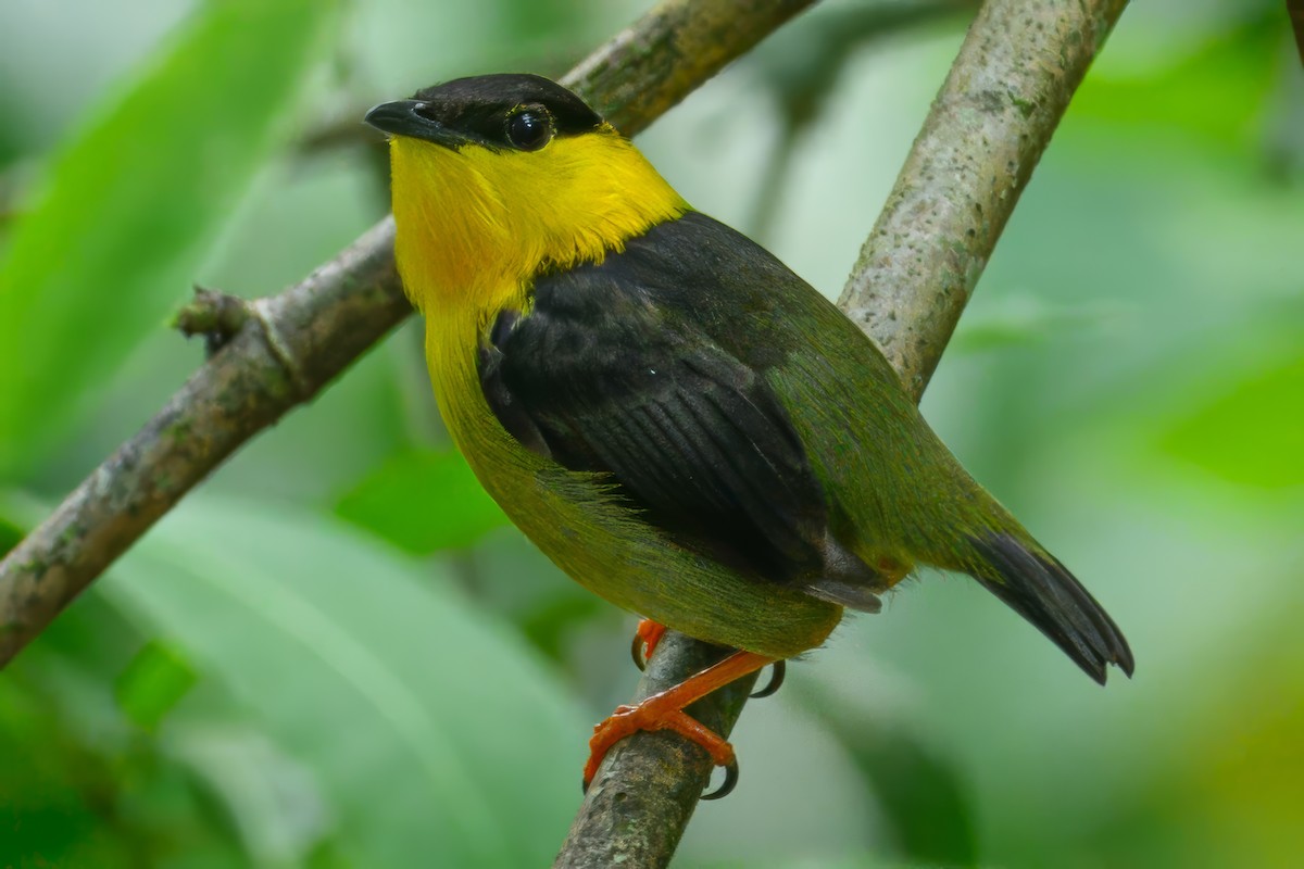 Golden-collared Manakin - ML620336476